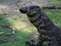 goanna-3096