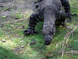 goanna-3103