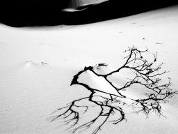 thurra-dunes-9371